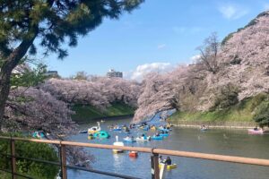 千鳥ヶ淵の桜も散り始めました。