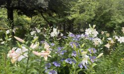 日比谷公園のユリ