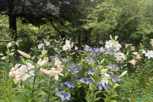 日比谷公園のユリ